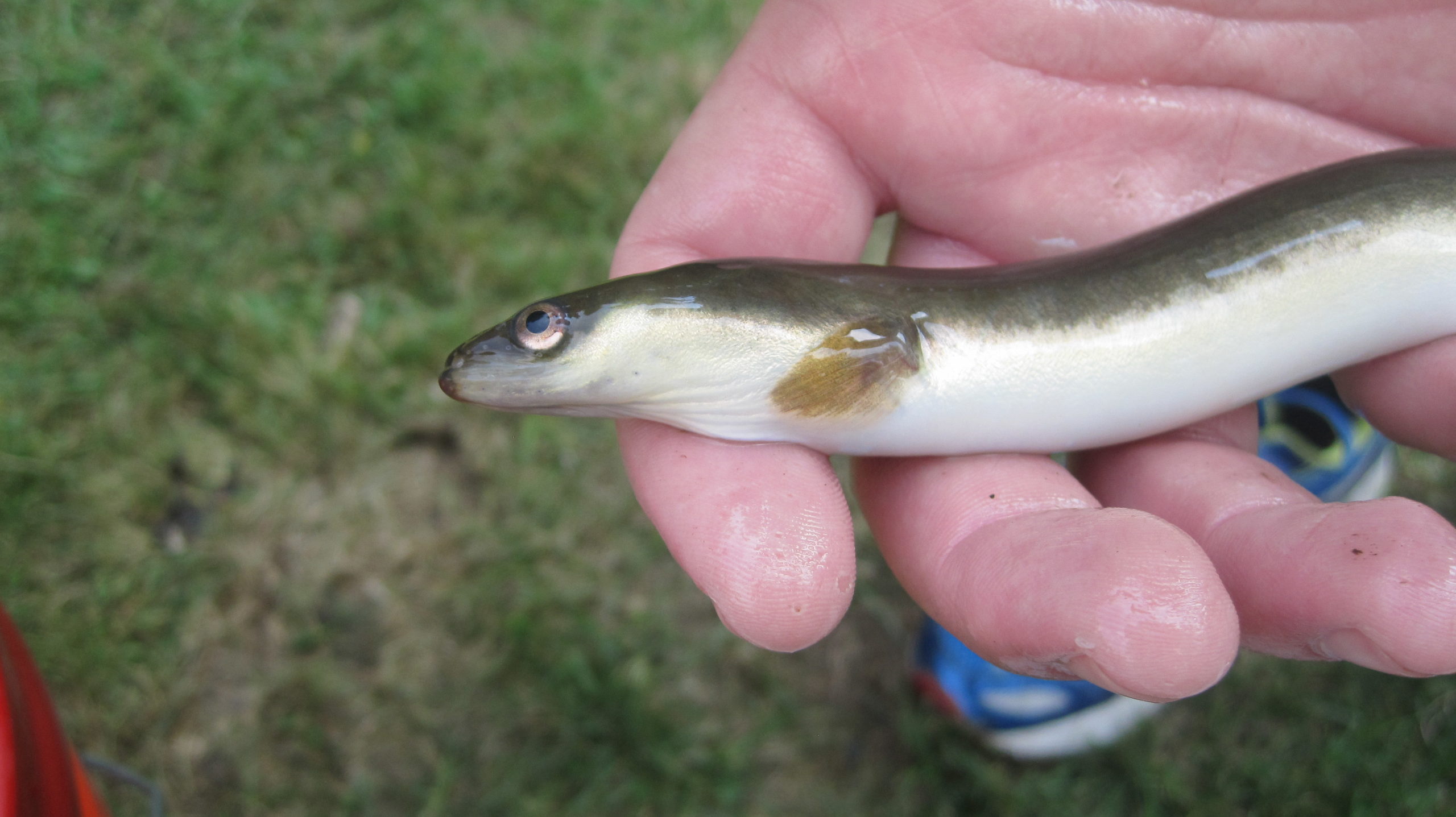 American Eel Fish Hudson Valley