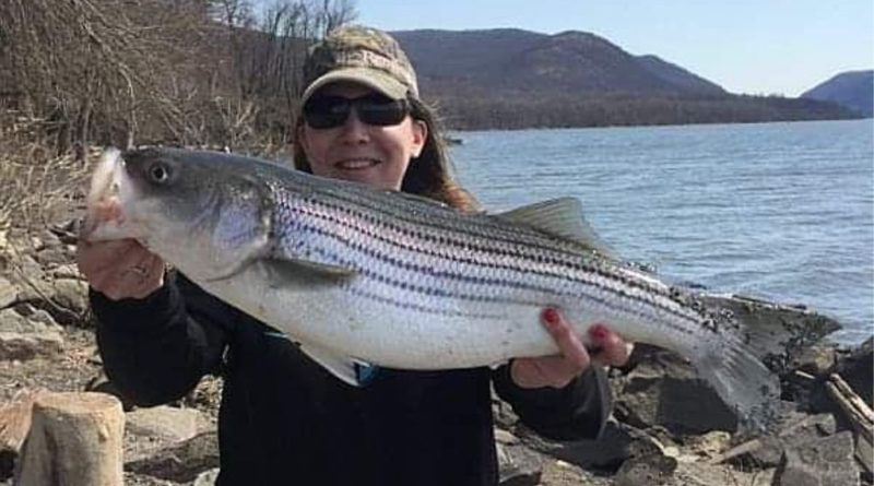 Hudson River Striped Bass: Join Anglers Program to Conserve Population -  Fish Hudson Valley