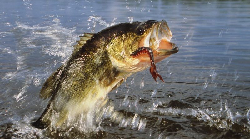 How and Where to Catch Largemouth Bass in the Hudson River - Fish