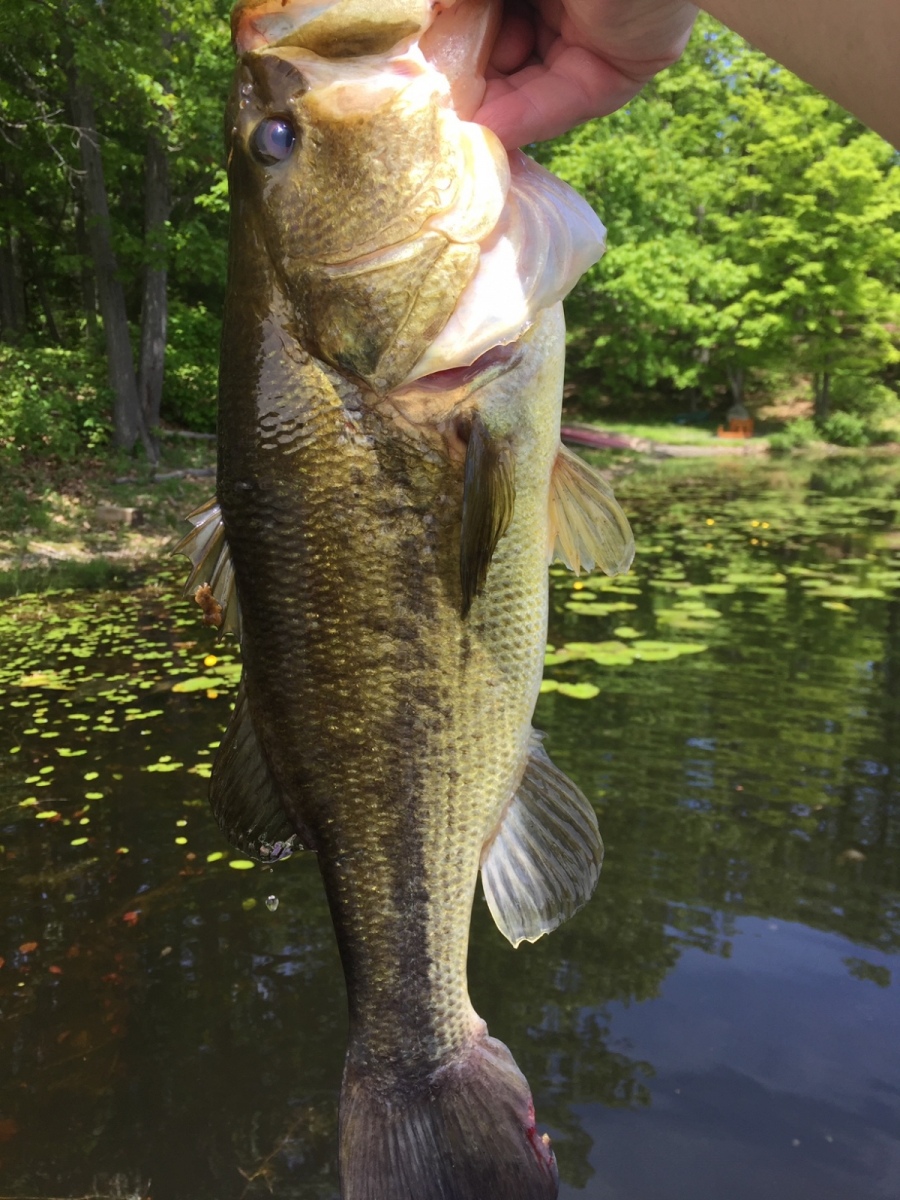 Largemouth Bass Fish Hudson Valley