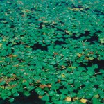 European Water Chestnut