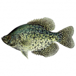 Black Crappie