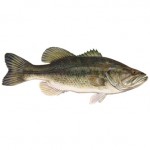 Largemouth Bass