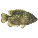 Rock Bass