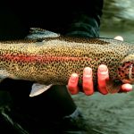 Rainbow Trout