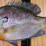 Blue Gill