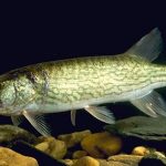 Chain Pickerel