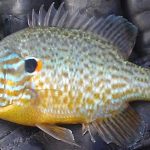 Pumpkinseed Sunfish