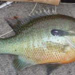 Redbreast Sunfish