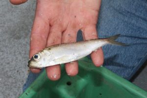 Alewife - Credit: NOAA Great Lakes Environmental Research Laboratory