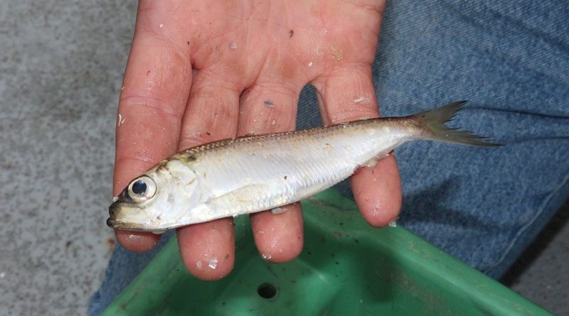 Alewife - Credit: NOAA Great Lakes Environmental Research Laboratory
