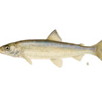 Cisco (Lake Herring)