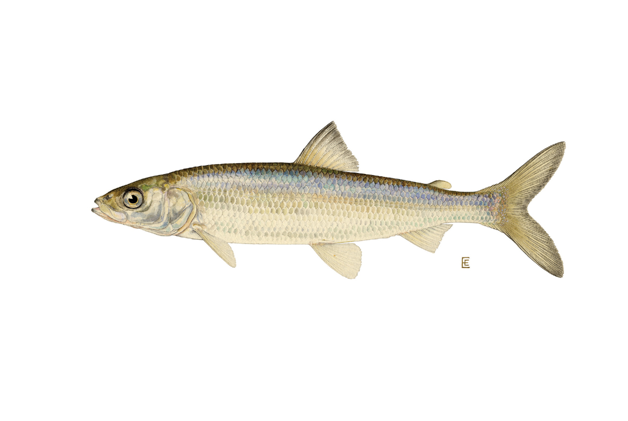 Cisco (Lake Herring) Fish Hudson Valley