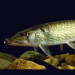 Chain Pickerel