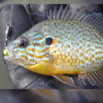 Pumpkinseed Sunfish