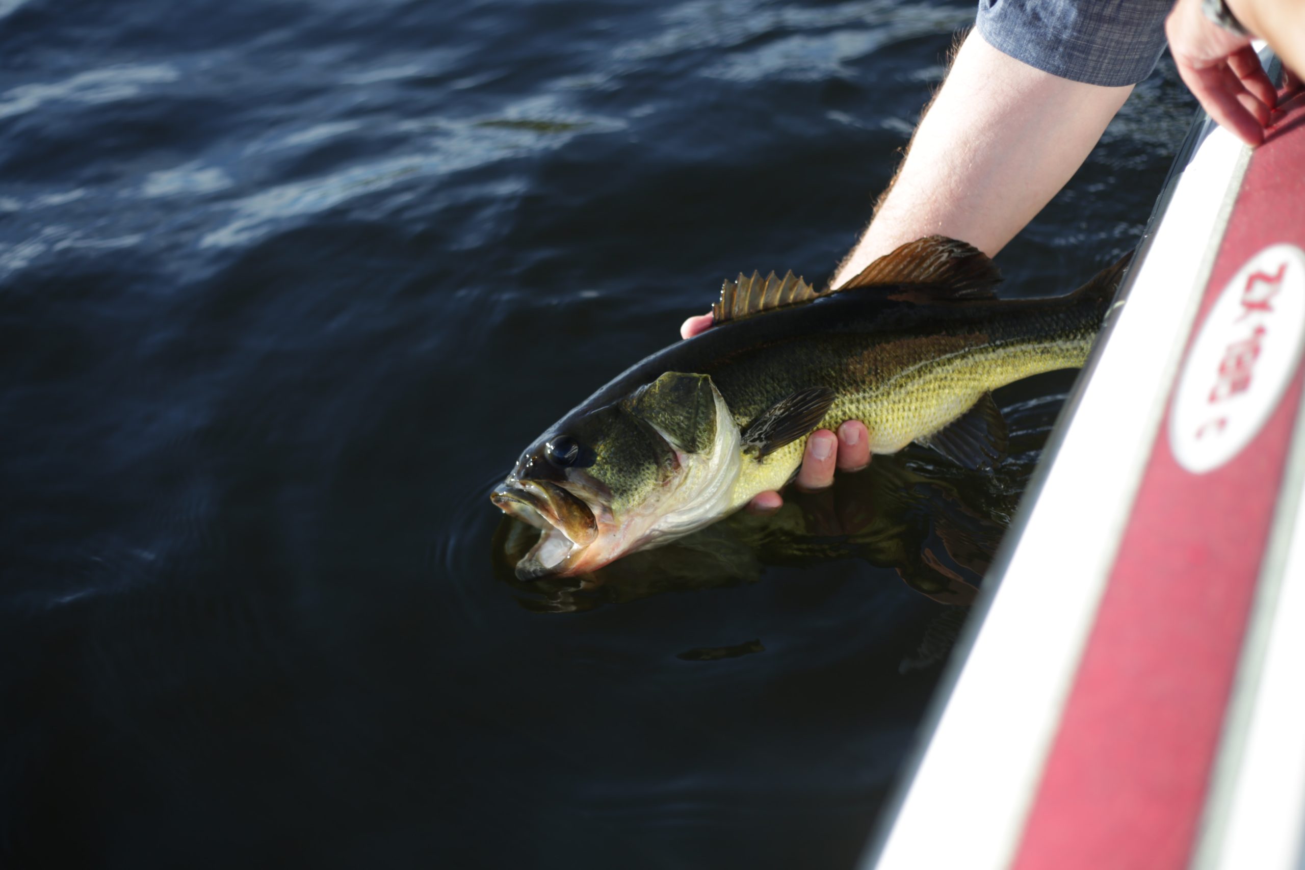 NYS DEC Proposes Changes to Freshwater Fishing Regulations - Fish