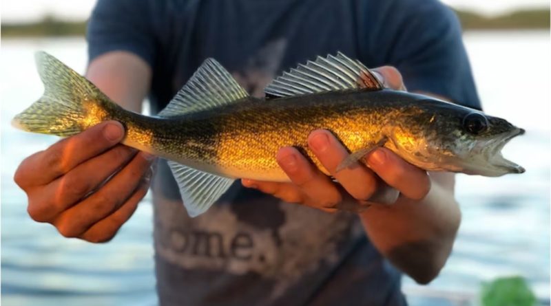 Upstate NY Walleye Tournament Rocked by Cheating Angler, Altered Fish to  Boost Weight - Fish Hudson Valley