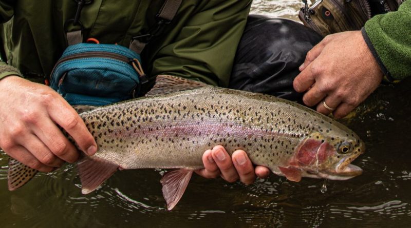 Trout Fishing Fever Grips New York: April 1st Marks Start of 2024 Season