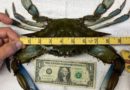 Record-Breaking Blue Crab Caught in New York State Waters